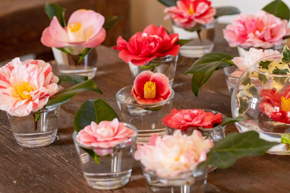 Kamelienblüten aus der Zuschendorfer Sammlung.