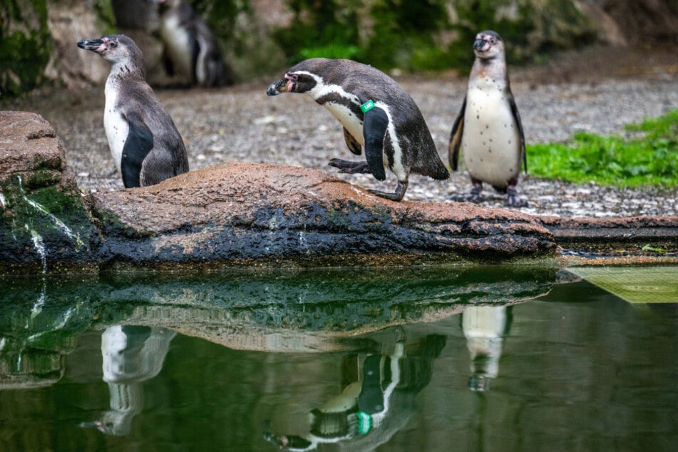 Acht erwachsene Pinguin-Paare leben im Amerika-Tierpark.
