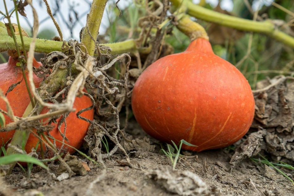 Ist der Kürbis komplett orange und der Stiel verholzt, kann man den Hokkaido ernten.