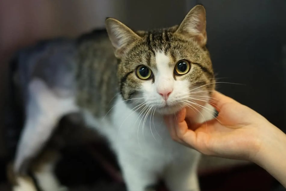 Egon ist etwa sechs Jahre alt und ein verspieltes Kerlchen.