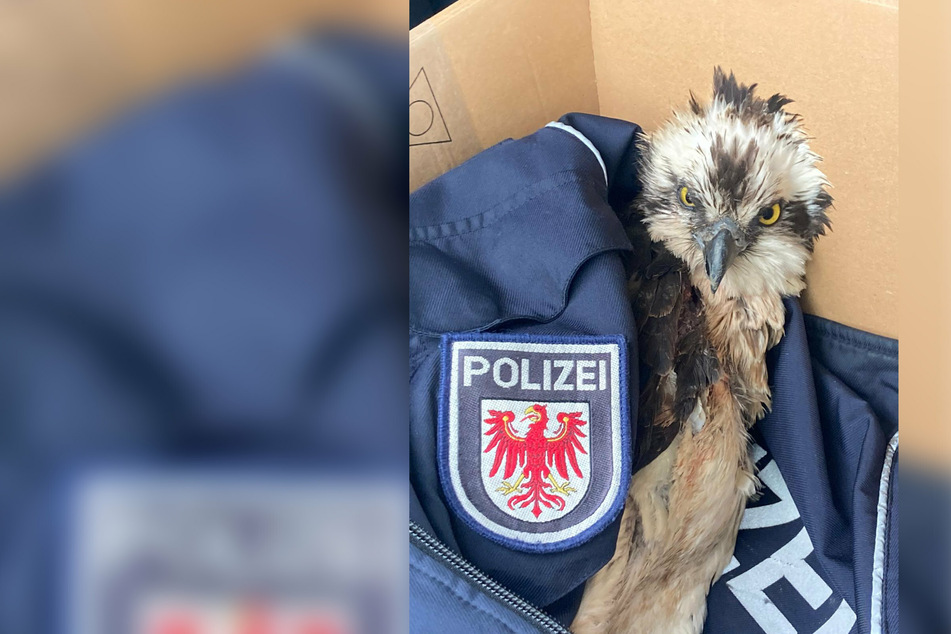 Die Beamten legten das Tier vorsichtig in einen Karton, den sie vor mit einer ihrer Uniformjacken ausgepolstert hatten.
