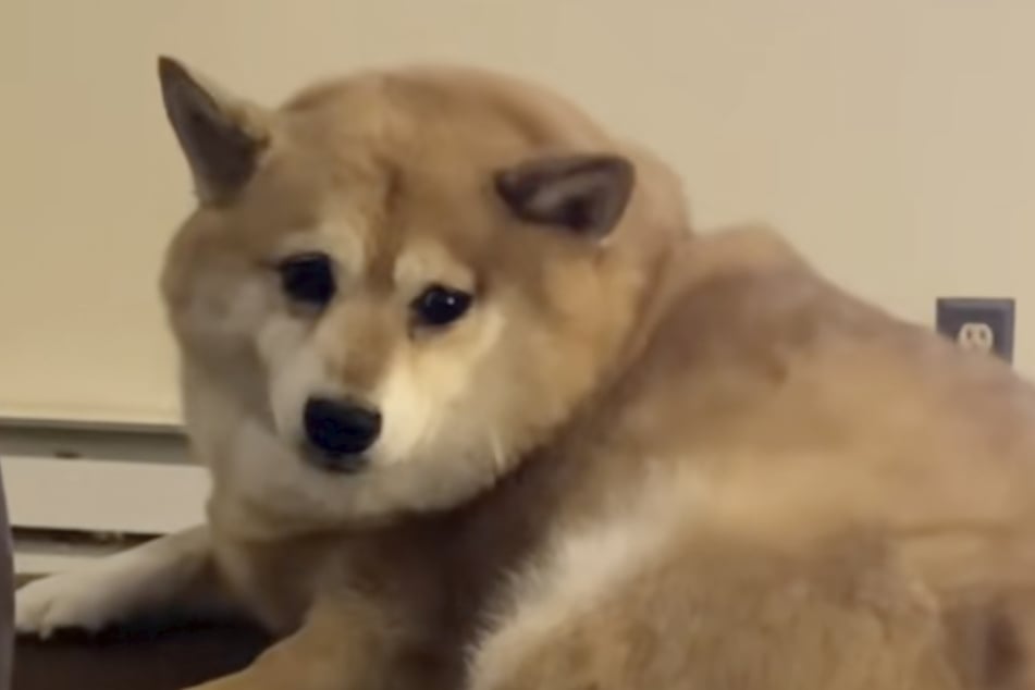 Seiner Besitzerin Jenna Menta (26) brach es das Herz zu sehen, wie einsam der Shiba Inu an diesem Tag war.