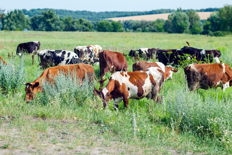 Zug-Unfall im Landkreis Wittenberg: Kühe sterben auf Gleisen