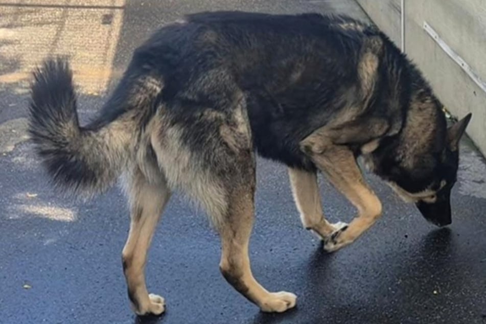 Hat Sam erst einmal Vertrauen gefasst, dann bekommt man in ihm einen Freund fürs Leben.