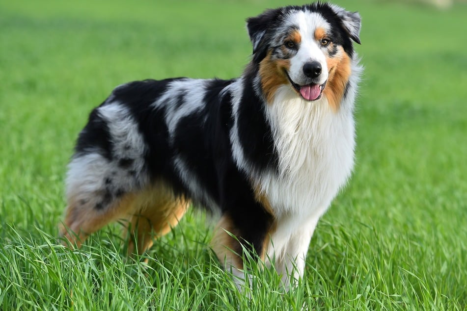 Sportlich und schön: der Australian Shepherd.