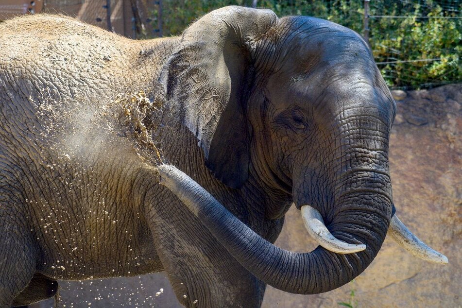 Nach dem Frühstücks-Event kann man den Rest des Tages im Zoo verbringen und den Elefantenbullen Kando kennenlernen.