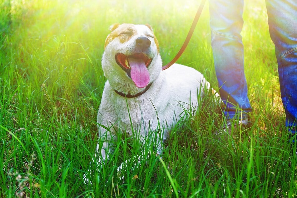 You need to be very cautious when taking a dog for its walk on a hot day.