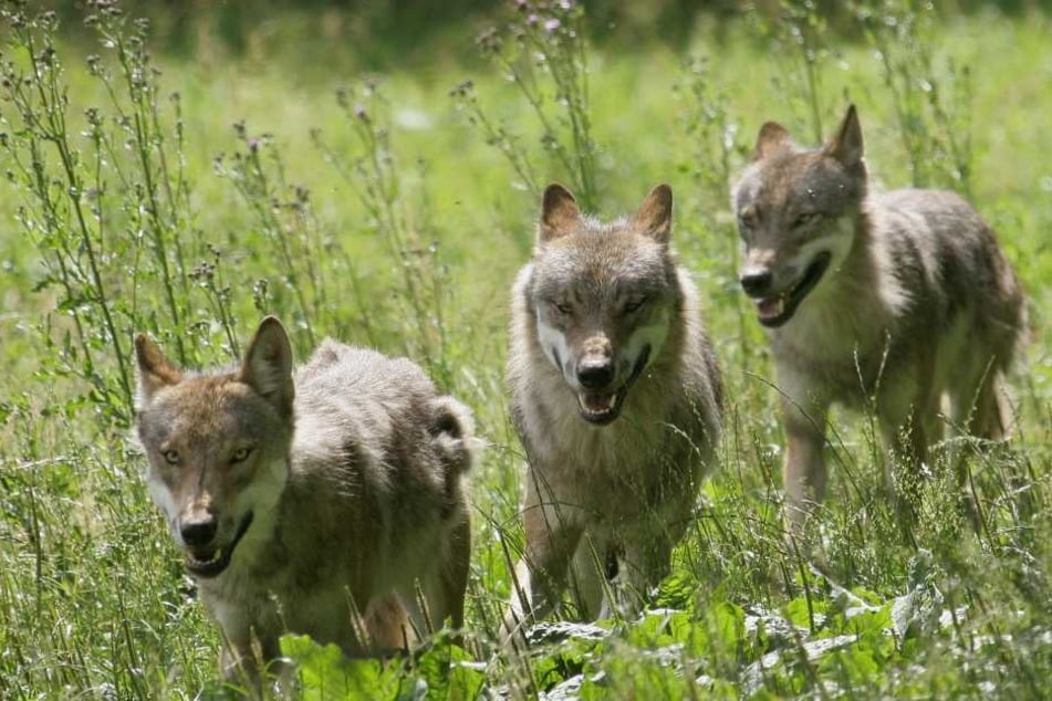 Auch sie gehören inzwischen fest zu Sachsen. Am 1. Juni wollen Experten, Politiker und Bürger erstmals gemeinsam über den Wolf im Freistaat reden.