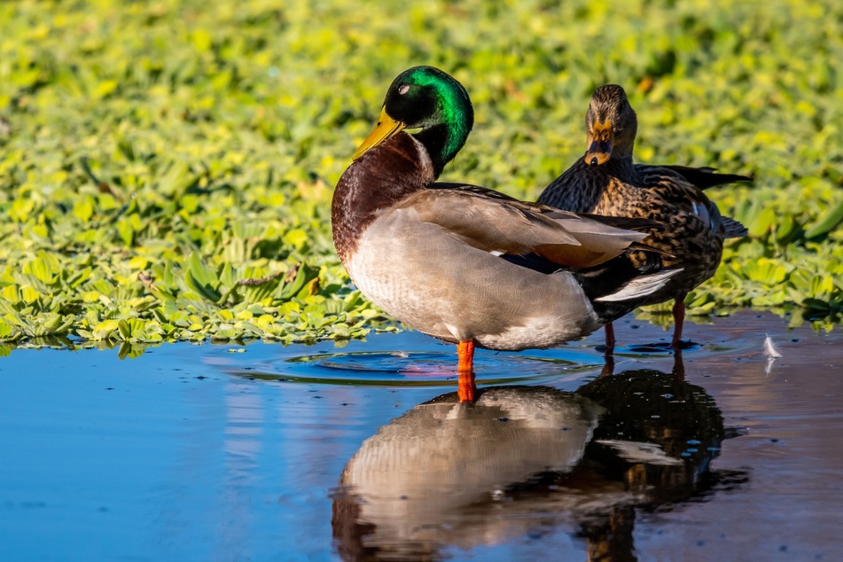 Ausbruch der Vogelgrippe: 15.000 Enten müssen notgeschlachtet werden!