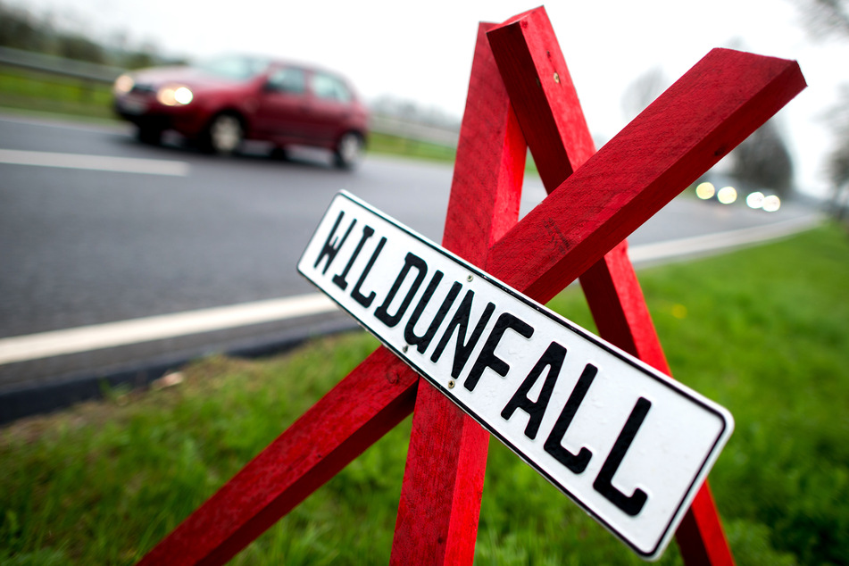 Bei einem Wildunfall in Lichtenstein wurde eine junge Frau schwer verletzt. (Symbolbild)