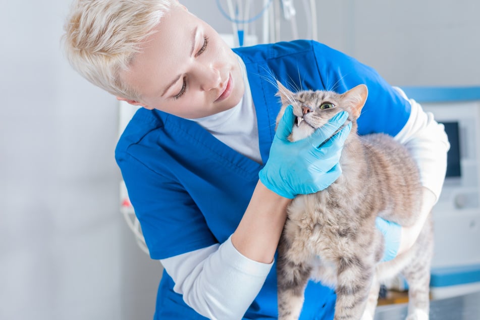 Eine Untersuchung beim Tierarzt kann Aufschluss darüber geben, warum die Katze hechelt.
