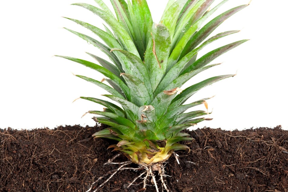 Mit etwas Erde und dem Blätterschopf einer Frucht lässt sich eine neue Ananas ziehen.