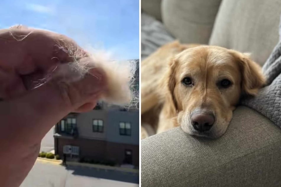 A tuft of fur from Lando the dog was thrown off the balcony by his owner. Then something special happened – a bird caught it while still in flight!