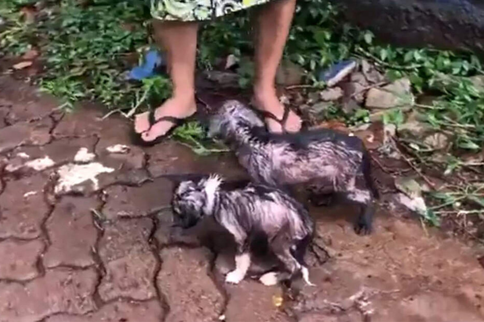 Eine Frau schützte die Hunde mit ihrem Schirm vor dem Regen.