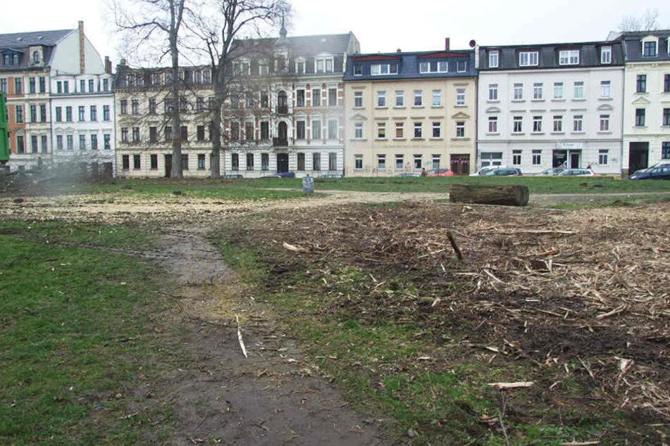 Dem Erdboden gleich: Die Bäume im Leopoldpark in Connewitz müssen für ein Großbauprojekt weichen.