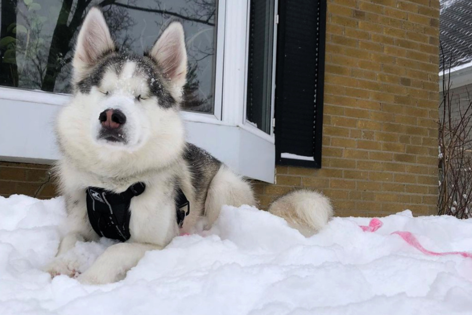 Das ganze Jahr über wartet die Husky-Dame sehnsüchtig auf den ersten Schnee.
