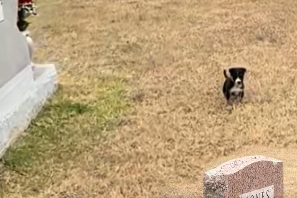 Welpen auf Friedhof ausgesetzt: Was die Retter dort sehen, bricht ihnen das Herz