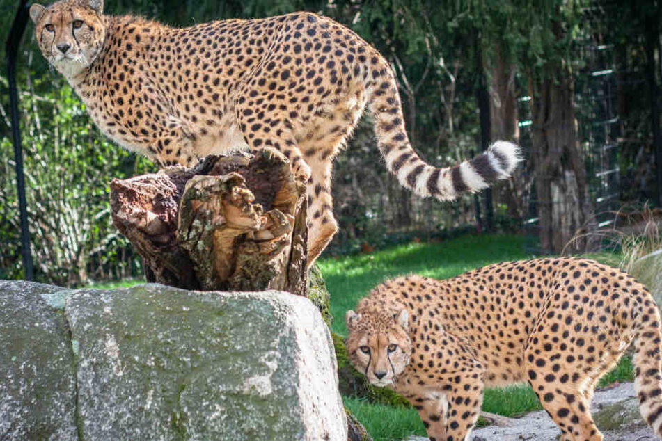 Stuttgart: Die eineinhalb Jahre alten Geparden-Brüder Zawadi (l) und Haraka stehen in ihrem Gehege im Zoologisch-Botanischen Garten "Wilhelma".