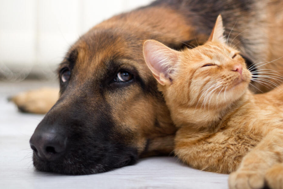 Ob Hunde und Katzen wirklich zu Sülze verarbeitet wurden, weiß heute niemand genau.