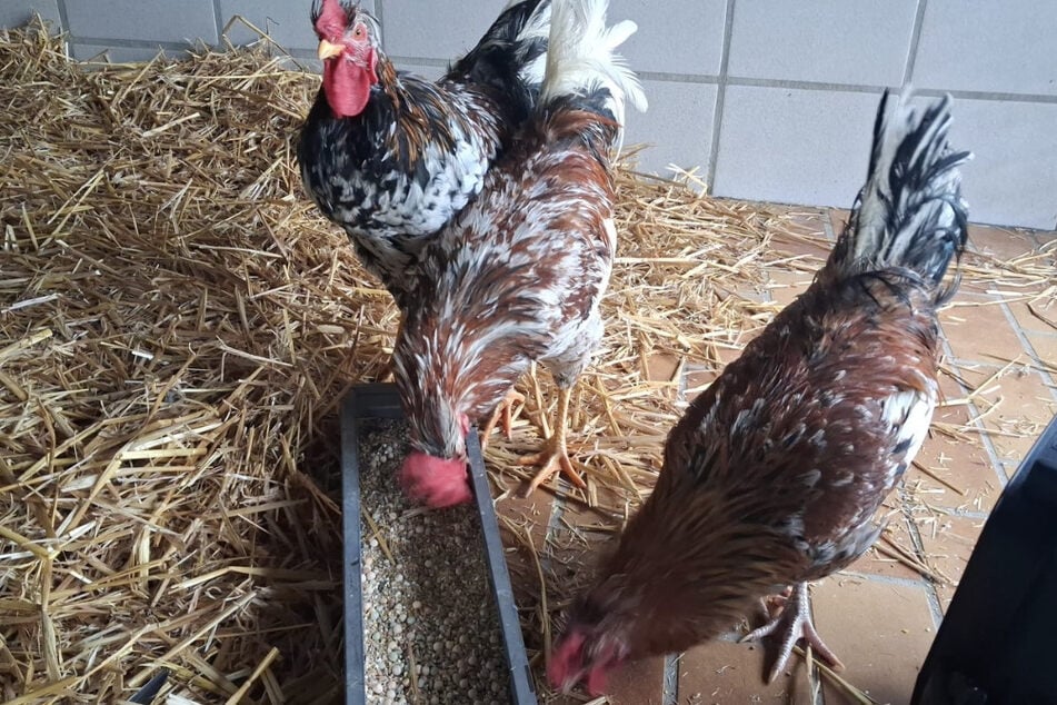 "Absolute Sauerei": Tierfreunde fassungslos, als sie in aufgeweichten Karton schauen