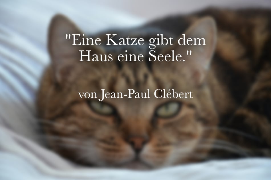 Ein schönes Zitat über Katzen ist das von Jean-Paul Clébert: "Eine Katze gibt dem Haus eine Seele."