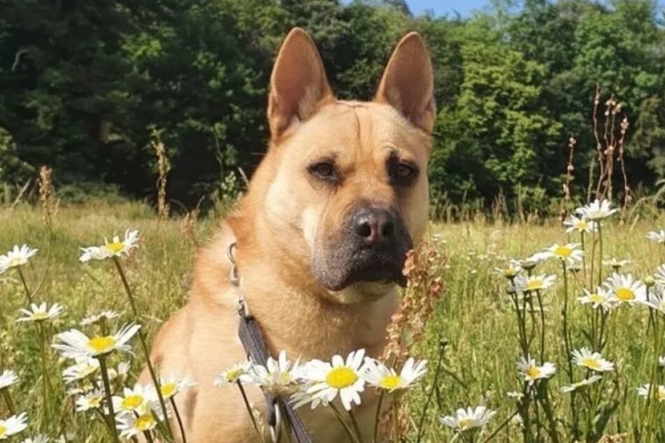 Shar-Pei‑mieszaniec Lulu mieszka już od ponad sześciu lat w schronisku dla zwierząt w Kolonii‑Dellbrück.