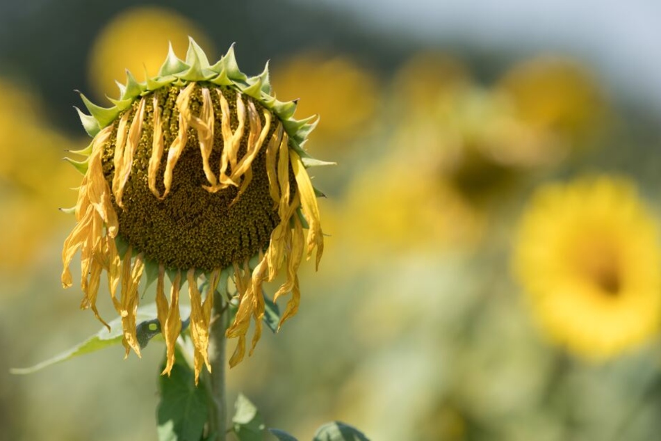 Da lässt selbst die Sonnenblume den Kopf hängen: Nie war es weltweit heißer als im letzten Juli.
