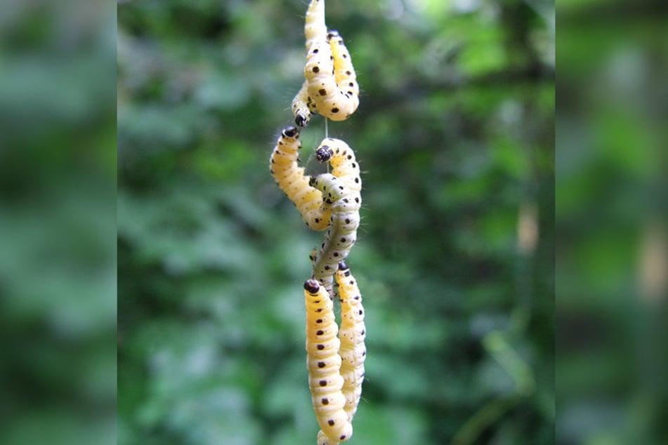 Die ausgewachsenen Raupen der Gespinstmotte werden bis zu zwei Zentimeter groß.