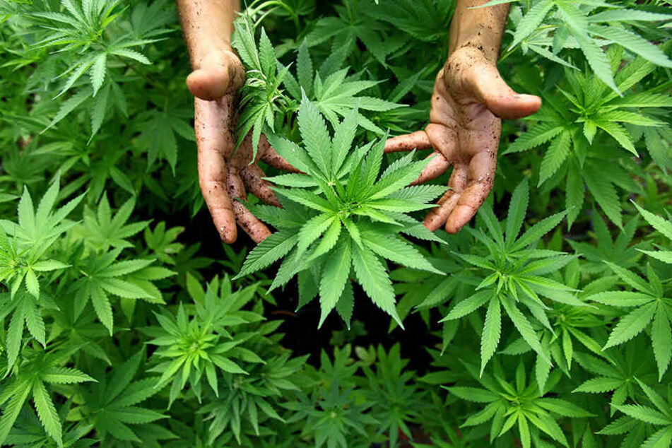 Am Goitzschesee entdeckte die Polizei am Samstag eine 200 Quadratmeter große Hanfplantage. (Symbolbild)