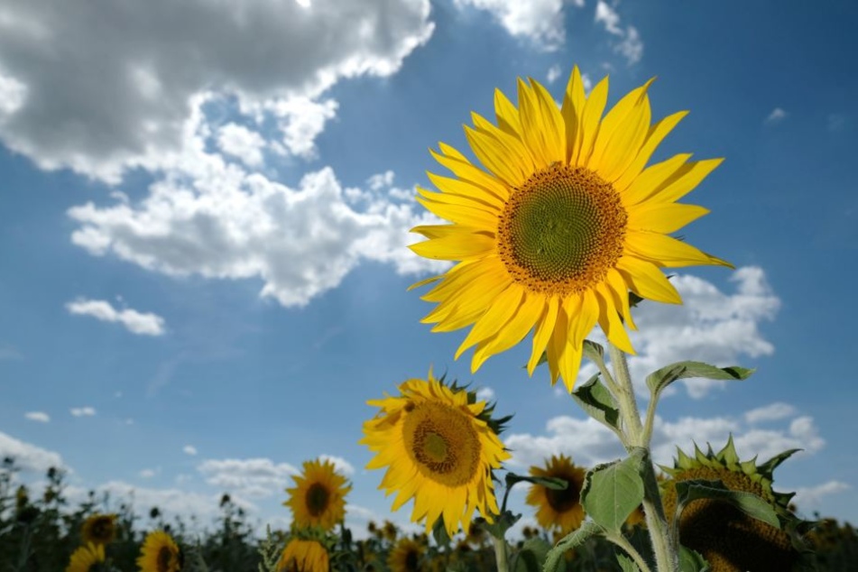 Sommerblumen strahlen in der Sonne.