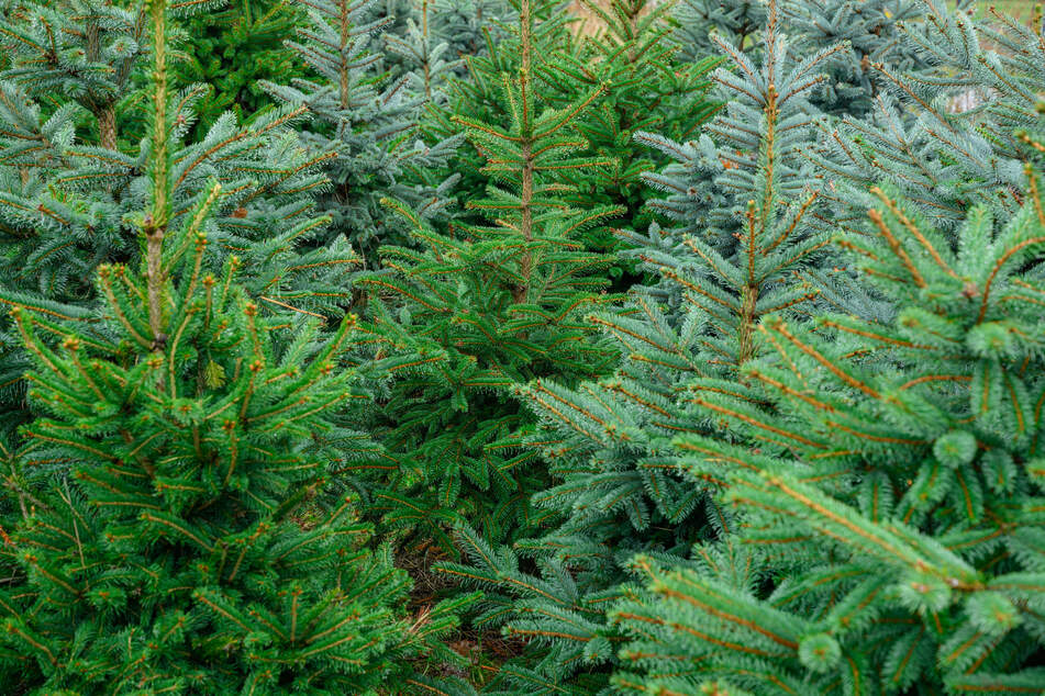 Weihnachtsbäume: Jeder will einen haben, doch nicht alle wollen auch dafür bezahlen. (Symbolbild)