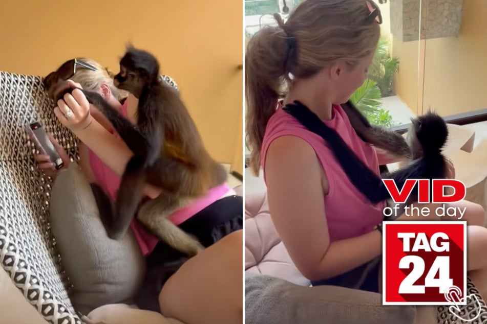 This wild monkey crashed a couple's honeymoon in Mexico - and even gave the bride a hug!