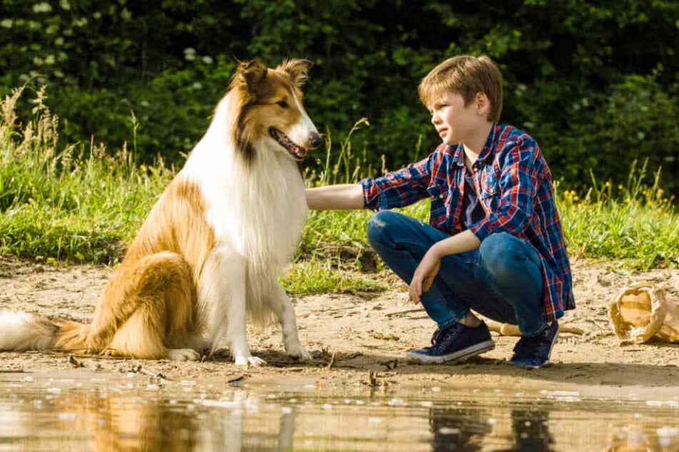 Nico Marischka als Flo in einer Szene des Films "Lassie - Eine abenteuerliche Reise".