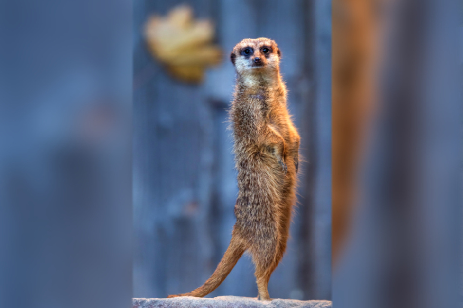 Ein Erdmännchen steht im Tierpark auf den Hinterbeinen, um die Umgebung zu überblicken.