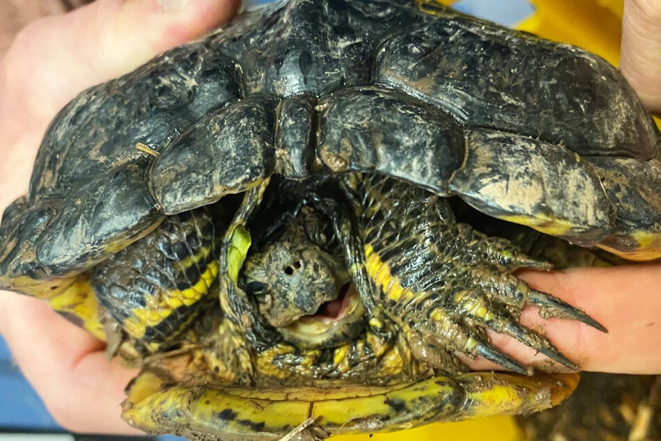 Diese Schildkröte wurde am Donnerstagabend in Fulda-Maberzell entdeckt.
