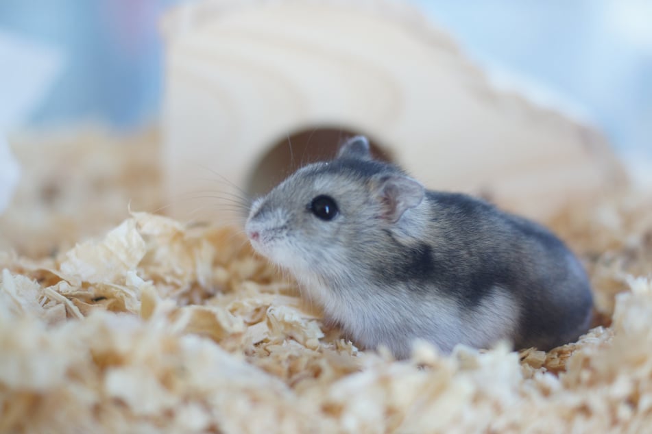 Sind alle Hamster nachtaktiv?