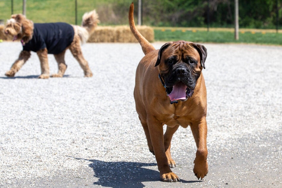 Bullmastiffs look scary, and that's because they are.