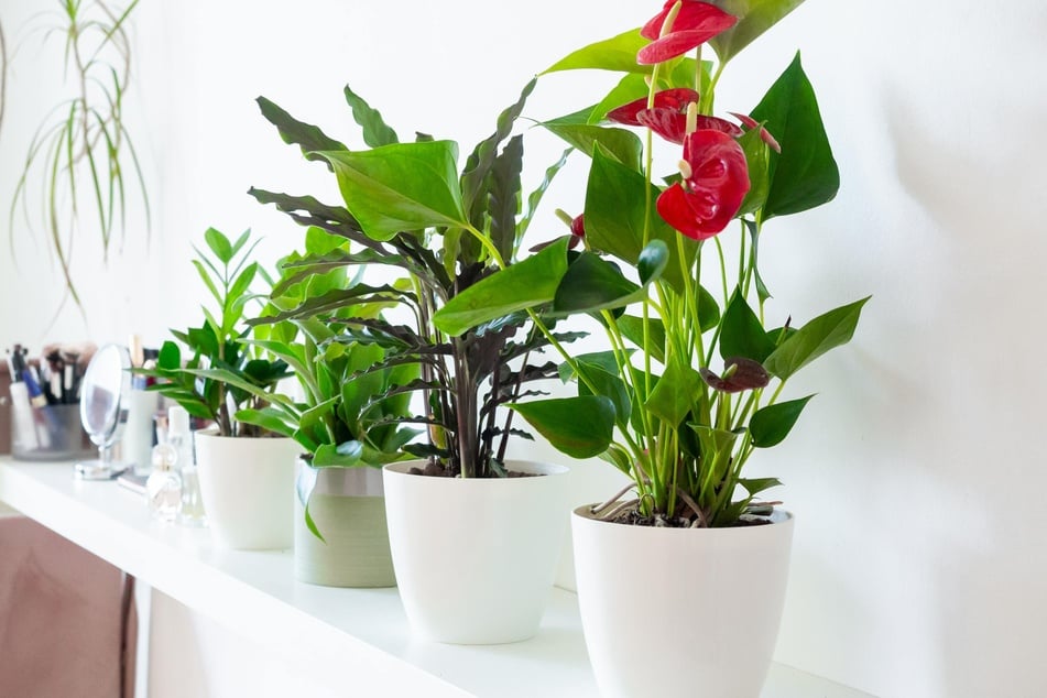 You can use air-purifying plants to remove the smell of smoke.