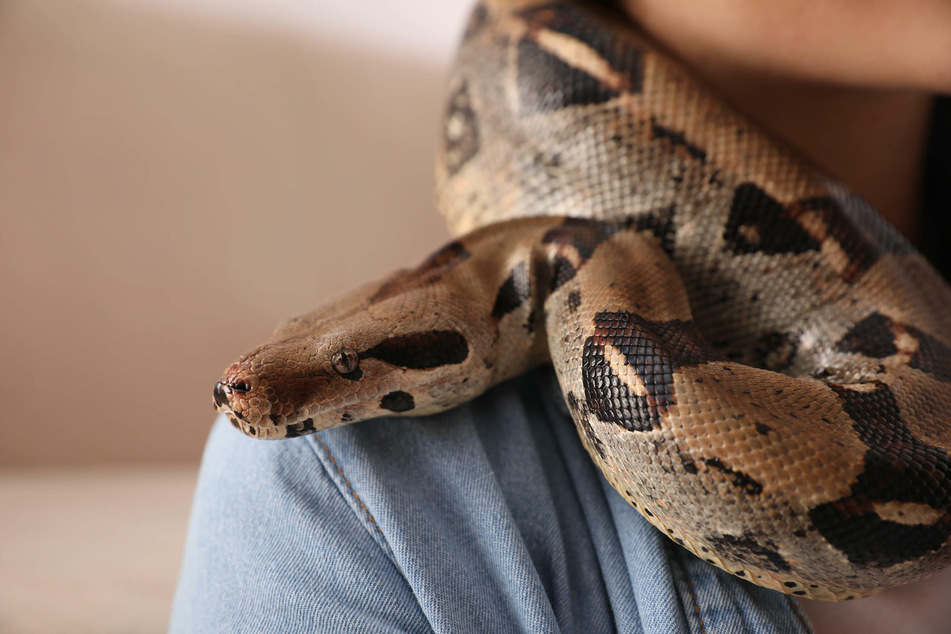 Das Umweltamt in Aachen sucht nach einem artgerechten Zuhause für Schlange Berta, eine Nördliche Madagaskar-Boa. Das Tier ist 18 Jahre alt, zwei Meter lang und wiegt fünfeinhalb Kilo. (Symbolbild)