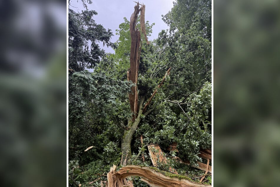 In der Bergisch Gladbacher Stadtmitte wurde ein Baum von einem Blitz getroffen und erheblich beschädigt.
