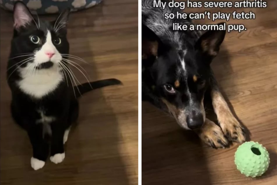 Blue the dog can only move to a limited extent, but his animal companion Mr. Darcy makes his life easier.
