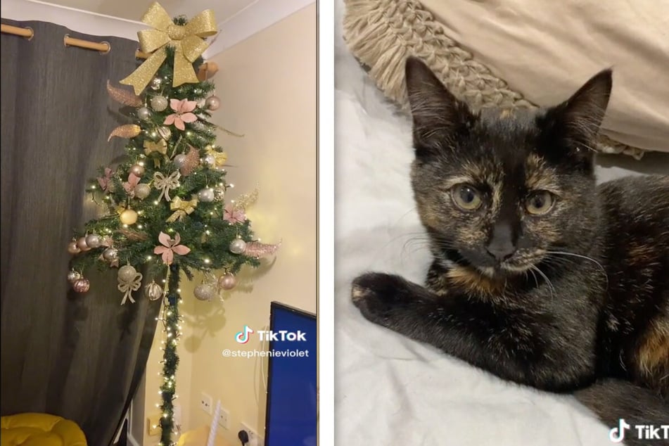 A TikToker decided the only way to protect her Christmas tree from her cat Lola (r.) was to dismantle the bottom half.