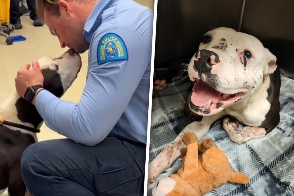 Viermal angeschossen: Hund Wallace überlebte die Silvesternacht nur knapp