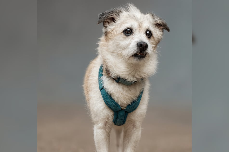 Mischlingsrüde Skay wurde am 5. Januar 2013 geboren und ist damit zwölf Jahre alt.