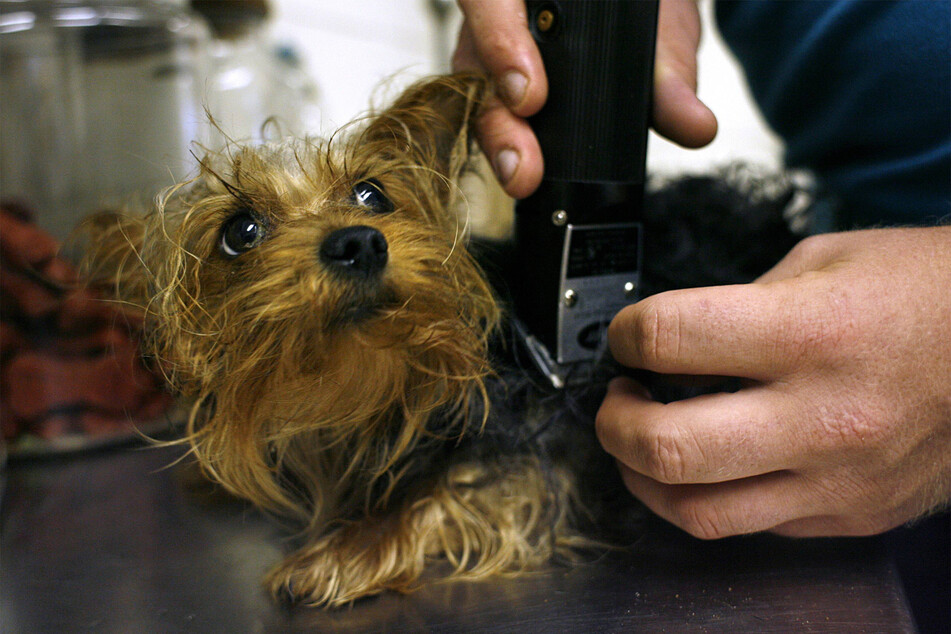 If your dog's fur has become matted and nasty, it might be time to get it groomed professionally.