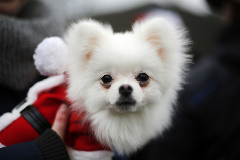 Für die meisten Hundebesitzer gehört ihr Fellkind an Weihnachten einfach mit dazu.