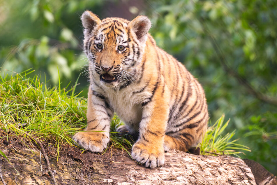 Einer der beiden knapp drei Monate alten Sibirischen Tiger. Beide seien nun fit genug, um die Außenanlage zu erkunden.
