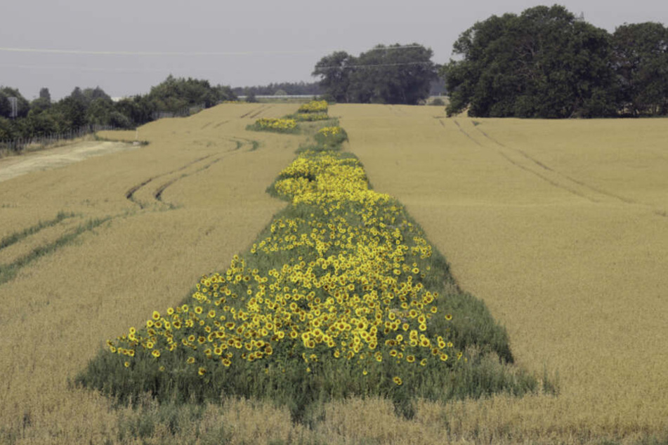 Durch die geplanten Vorschriften für Insektenhaine an Feldern fühlen sich viele Landwirte benachteiligt.