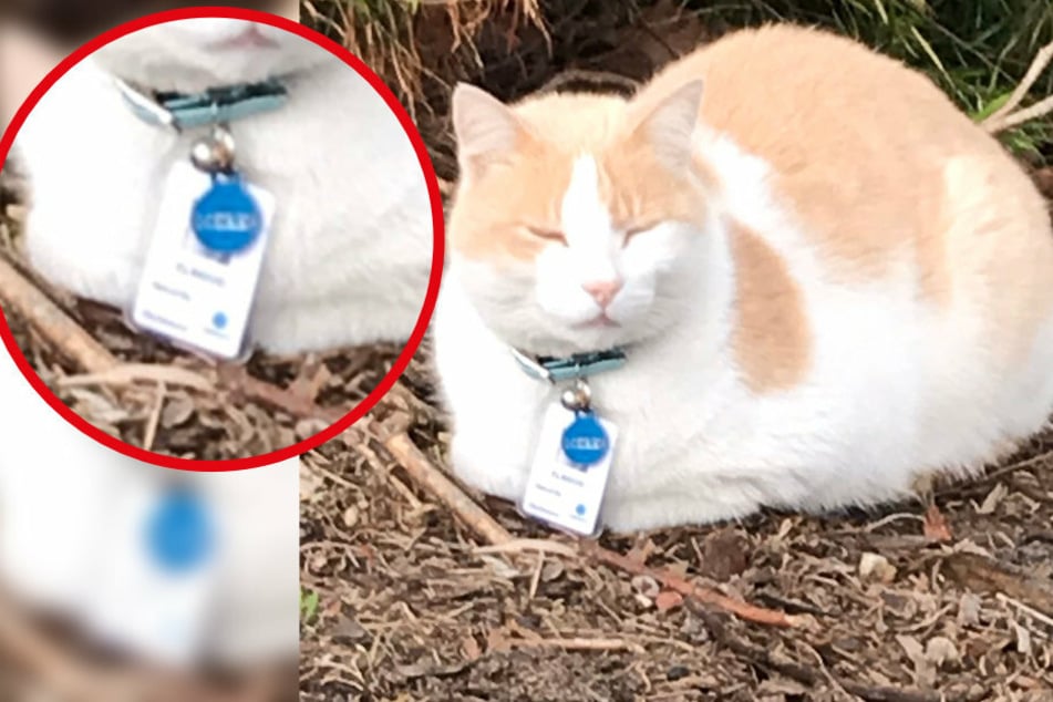 To serve and purr-tect: cat made part of hospital security staff