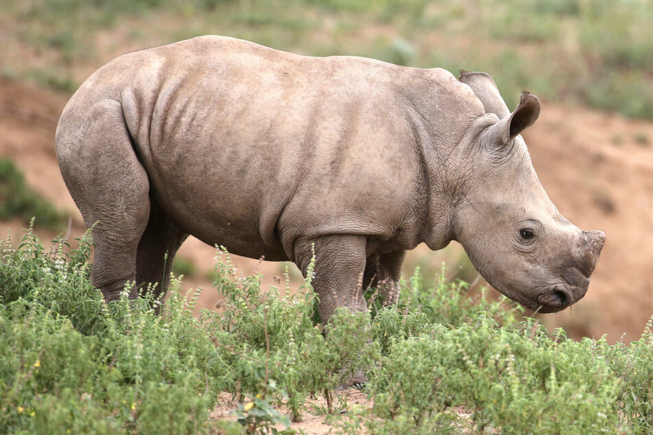Ein Nashorn-Baby musste im Augsburger Zoo eingeschläfert werden. Die Mutter wollte ihm keine Milch geben. (Symbolbild)